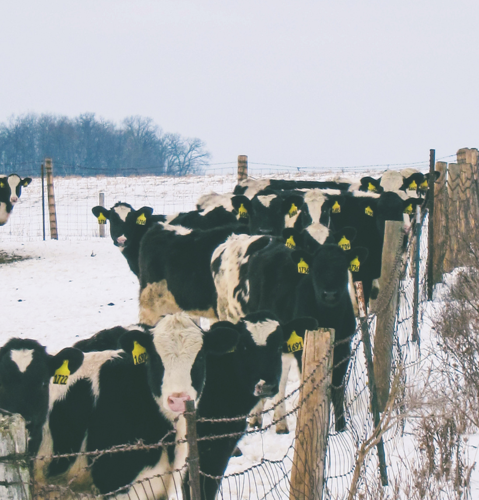 michigancows