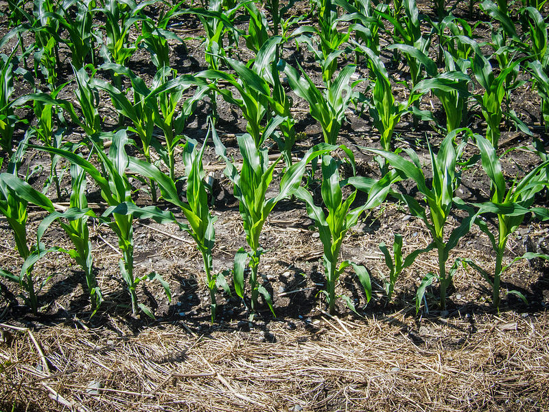 cornrolling