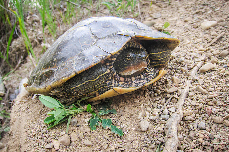 Turtle Head Poking | The Soiled Chamois