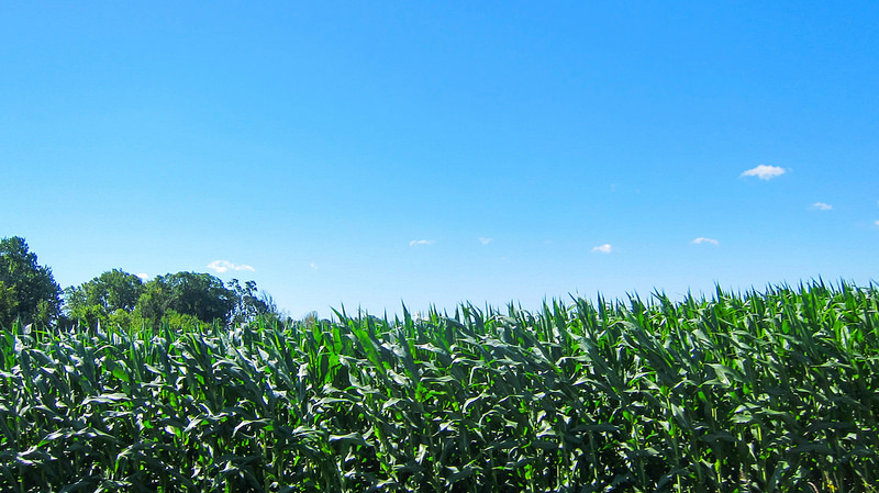 cornbender