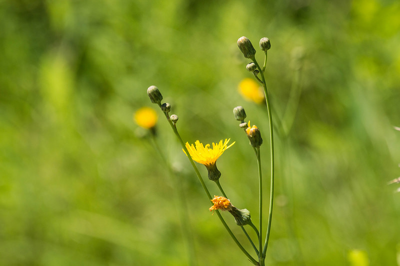 crapflowers