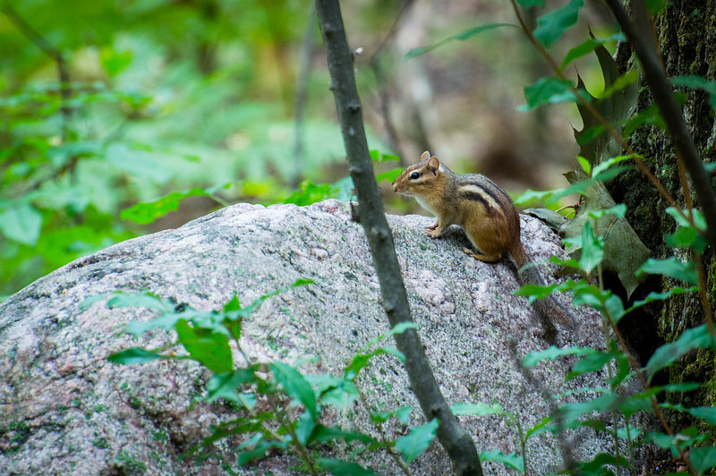 Deefield_Chipmunk