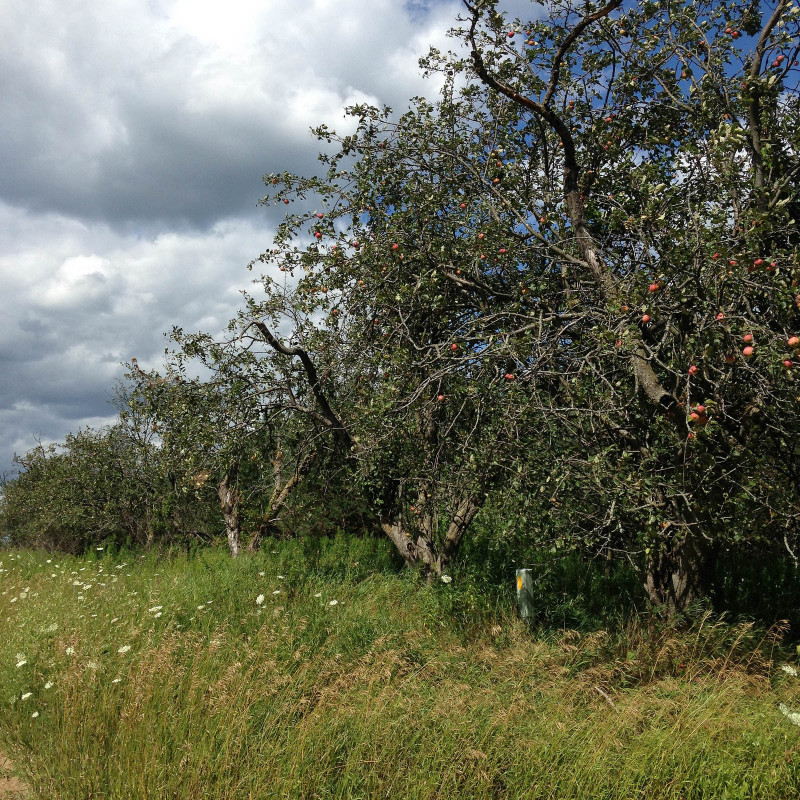 appletrees-2