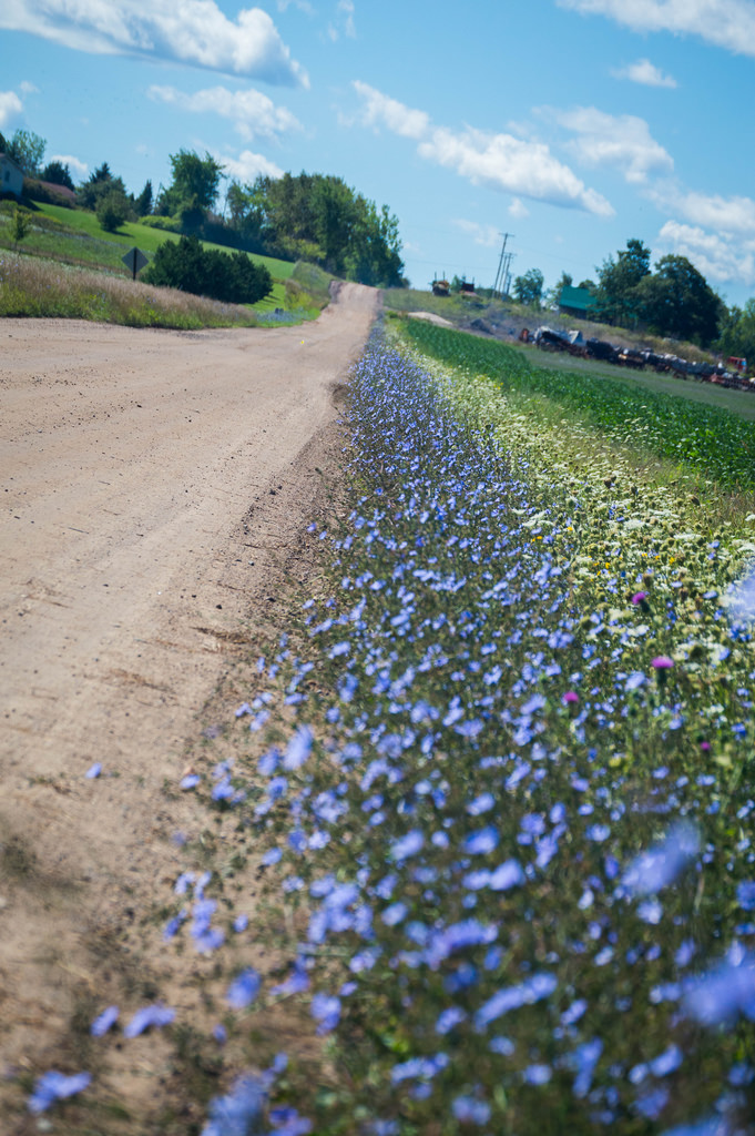 dirtroadflowers