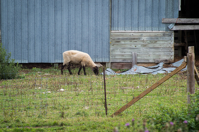 lamb_by_barn