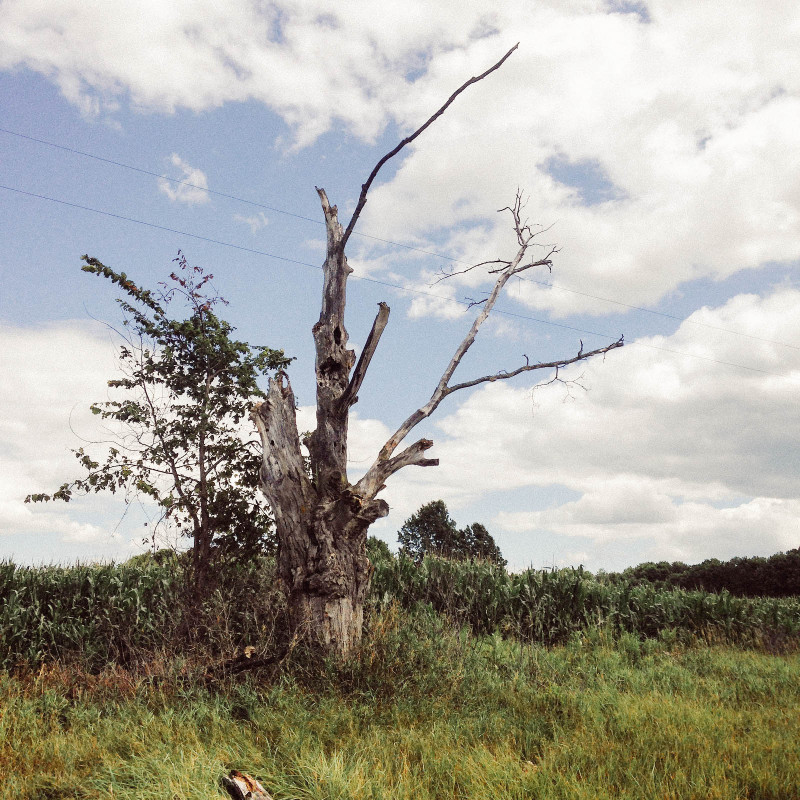 roadsidetree-2