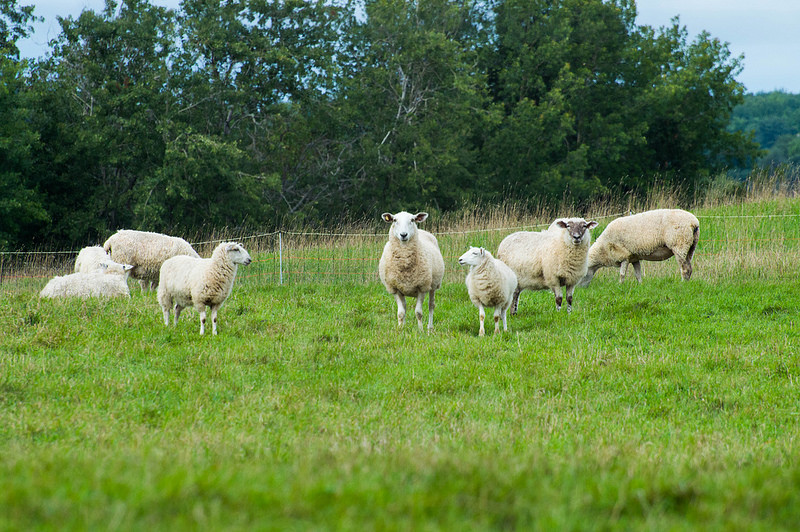 sheep_in_field