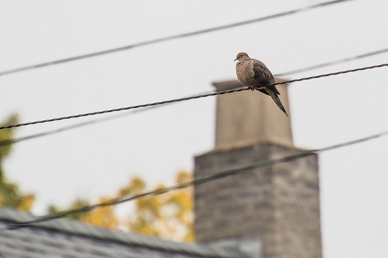 mourningdove