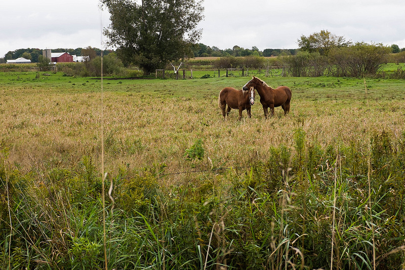 rest_my_horse_head