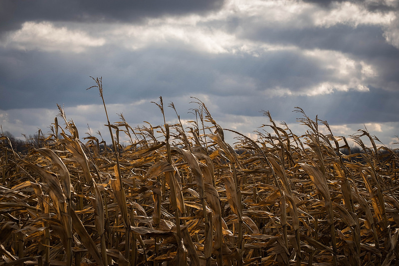 AngryCorn