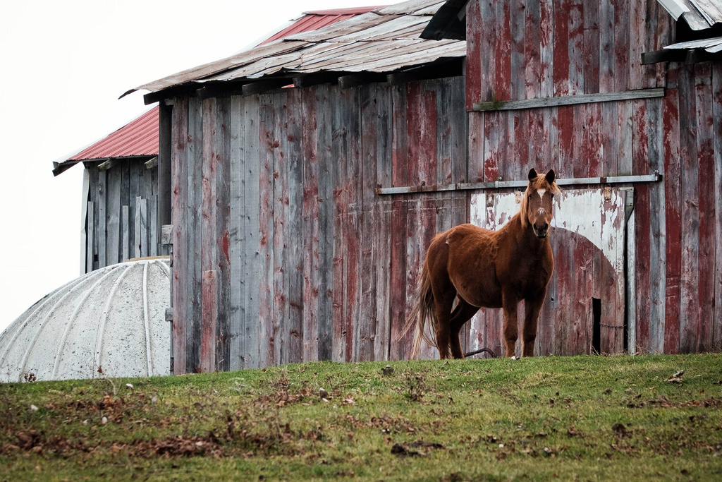 horseandbarn