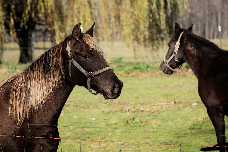 twohorses