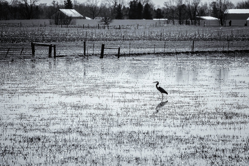 Sandhill Crane Michigan