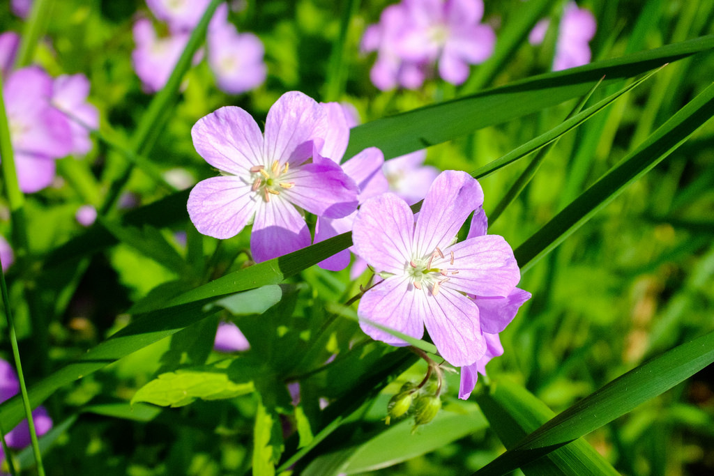 Roadside-flowers