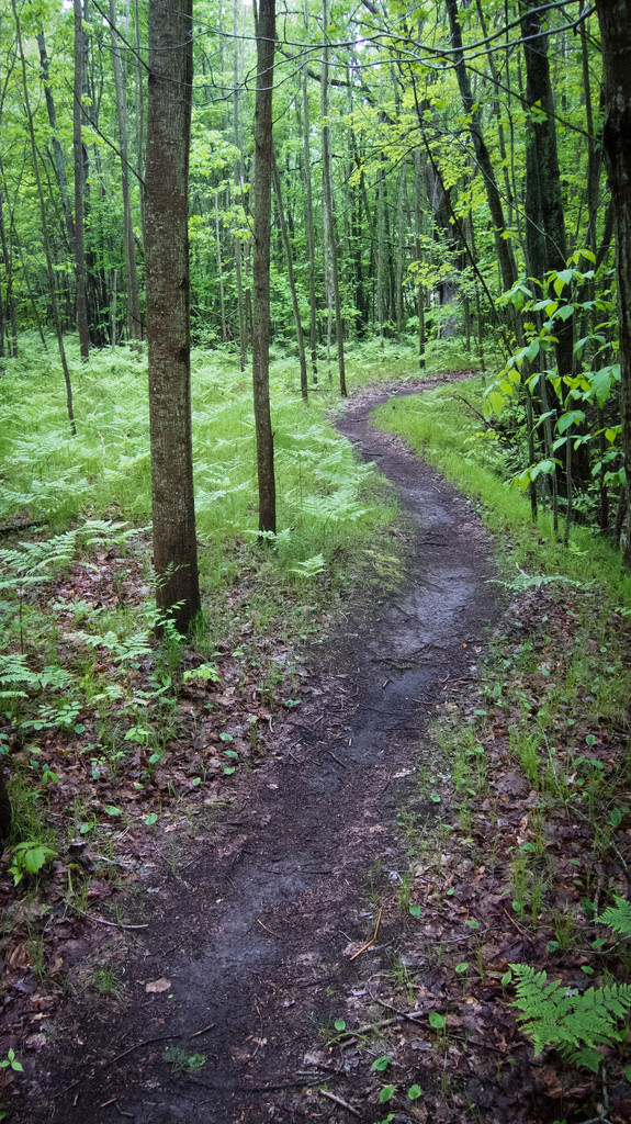 Singletrack-woods-michigan