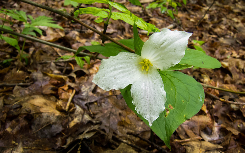 Trilium-michigan-flower