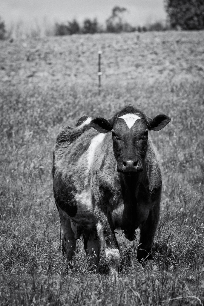 cow-black-and-white-M-day