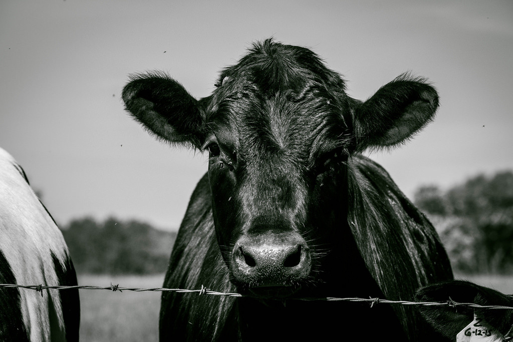 cow-portrait-bw-b