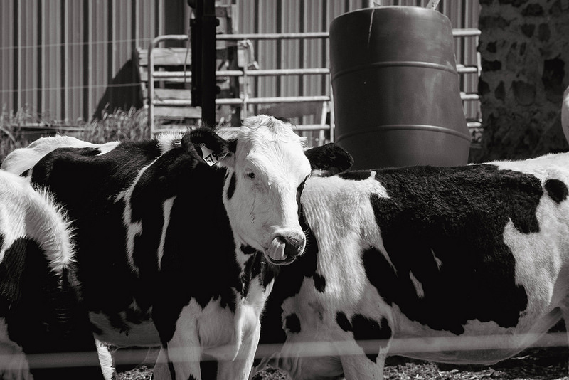 cowlick