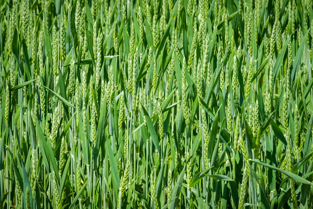 green-wheat