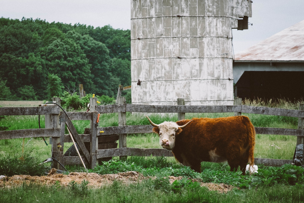 bull-licking-nose