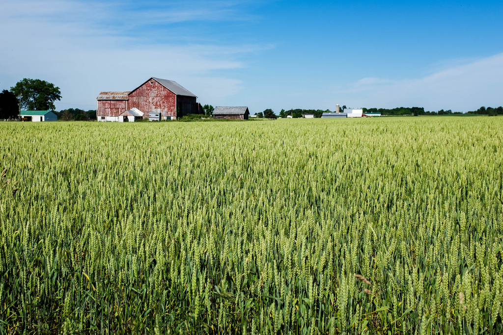 barn-green-wheat