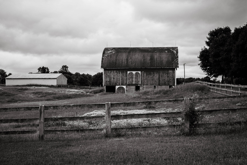 black-white-barn-rosebush