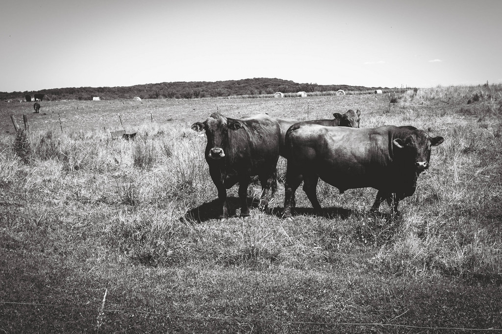 bulls-waiting-for-love