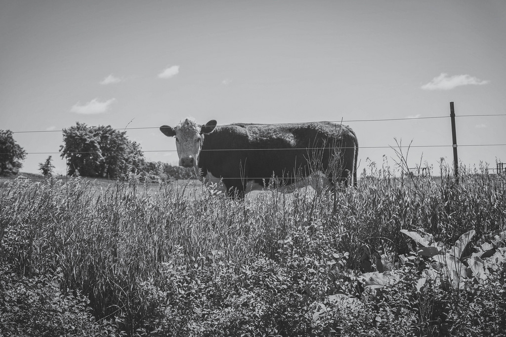 cow-staring-in-grass