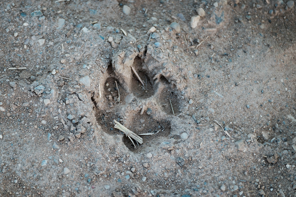 coyote-track-maybe