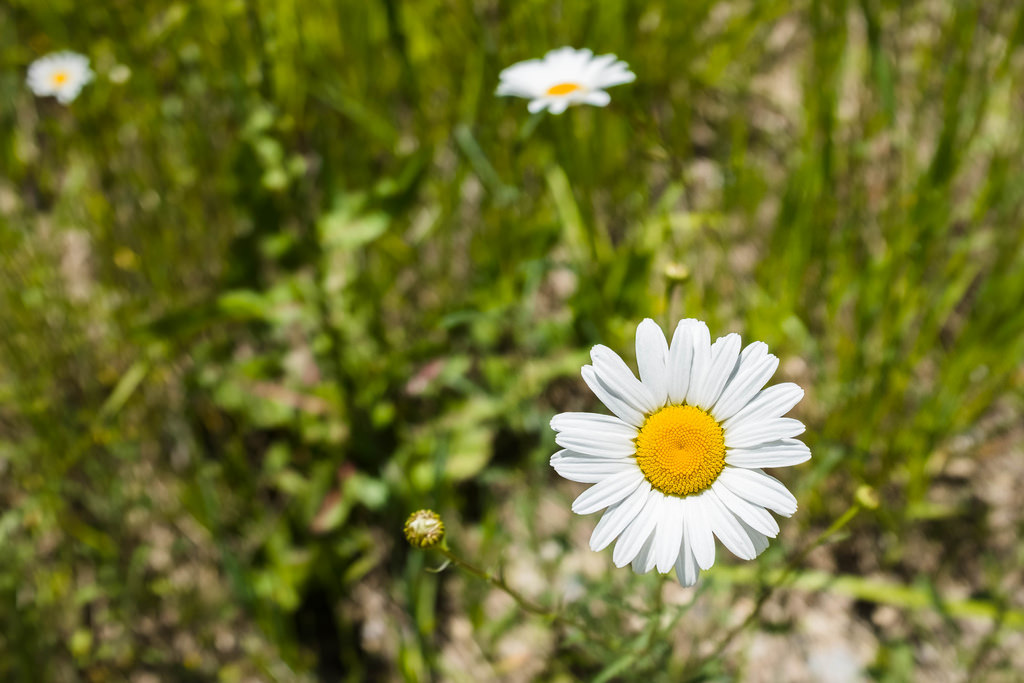 daisy-dirt-road