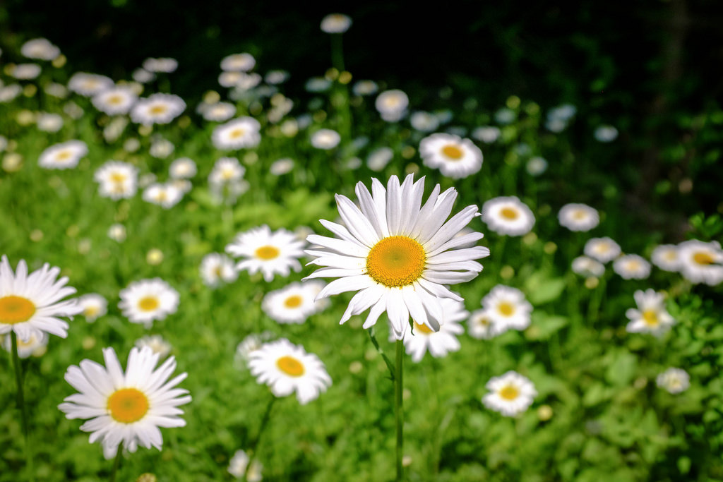 daisys-close-up