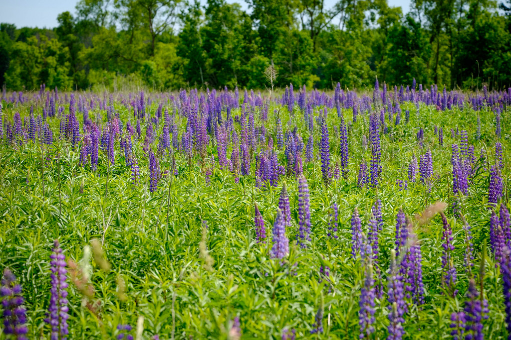 field-of-flowers-1