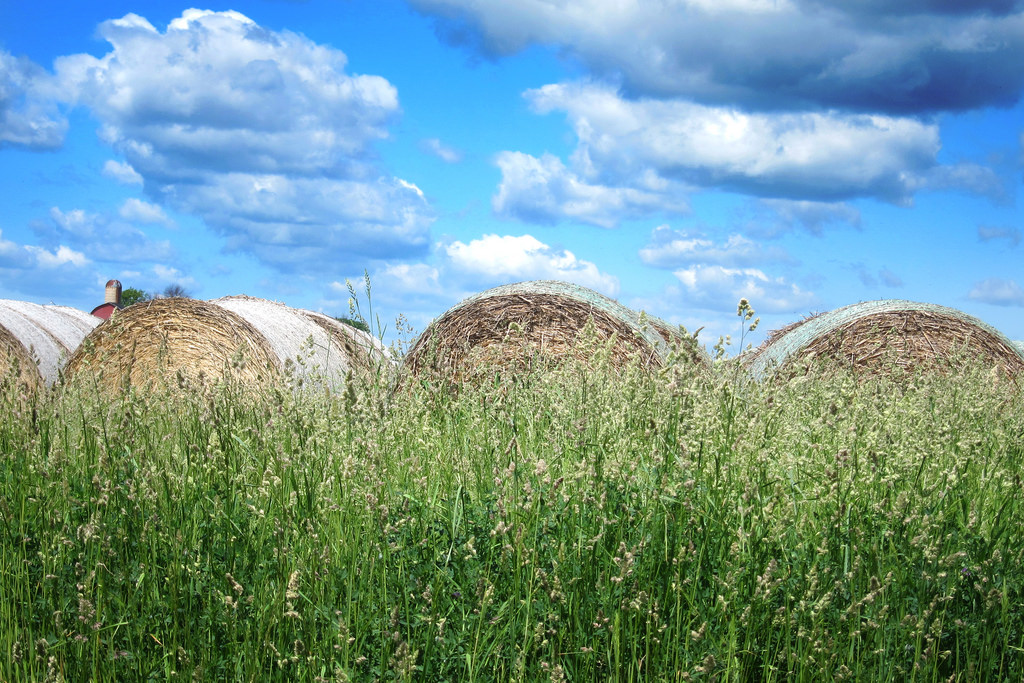 hay_over_processed