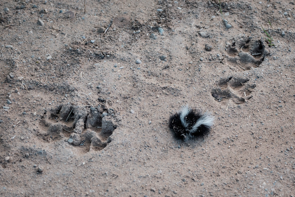 paw-prints-coyote-skunk-battle