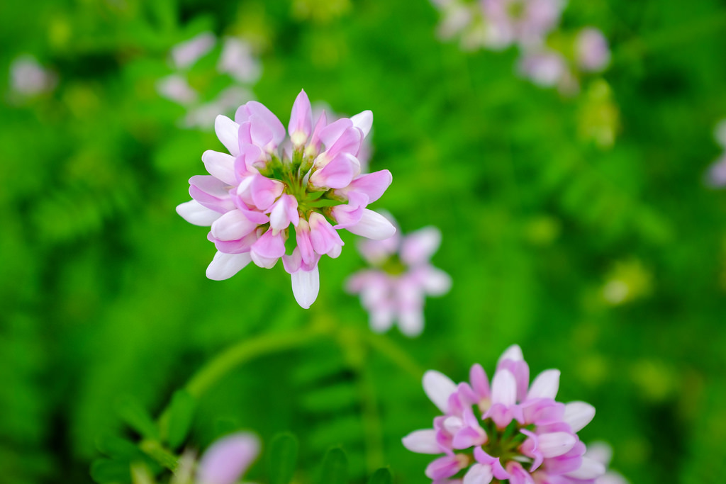 purple-blossoms-michigan