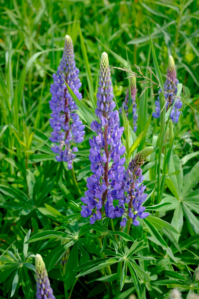 purple-flower-majesty