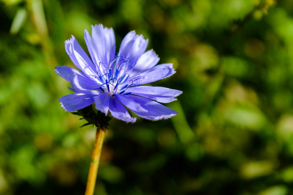 purple-flower