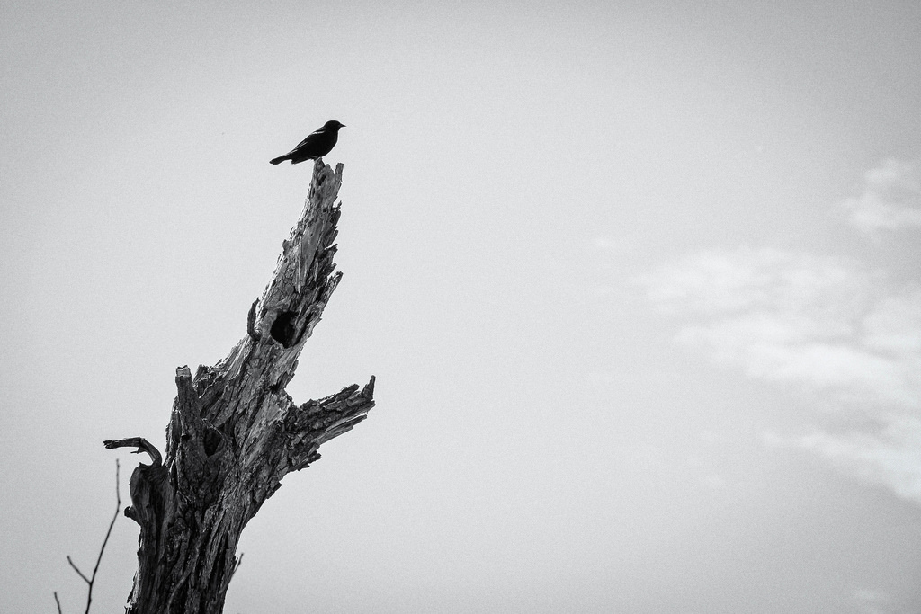red-winged-black-bird-on-tree
