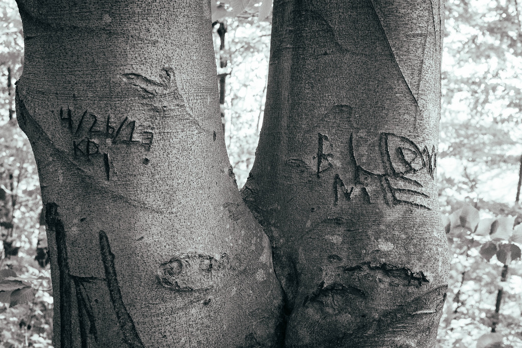 scarred-trees-black-and-white