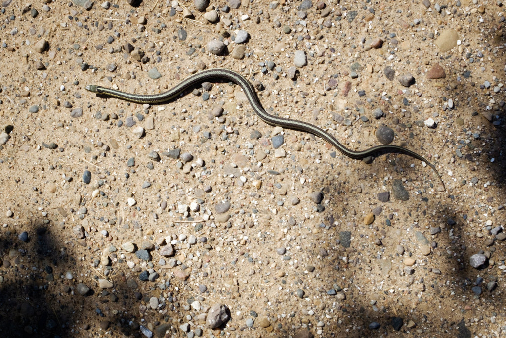 snake-gravel-road