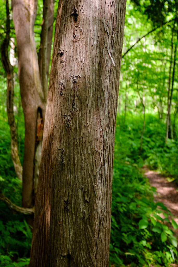 tree-trail-background