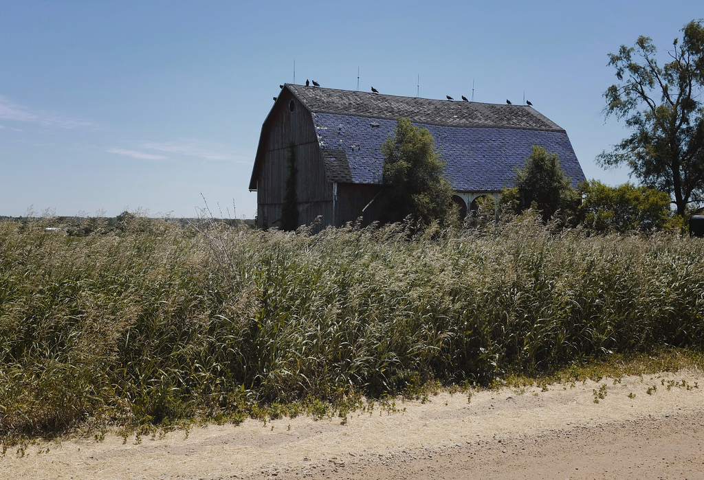 turkey-buzzards-barn