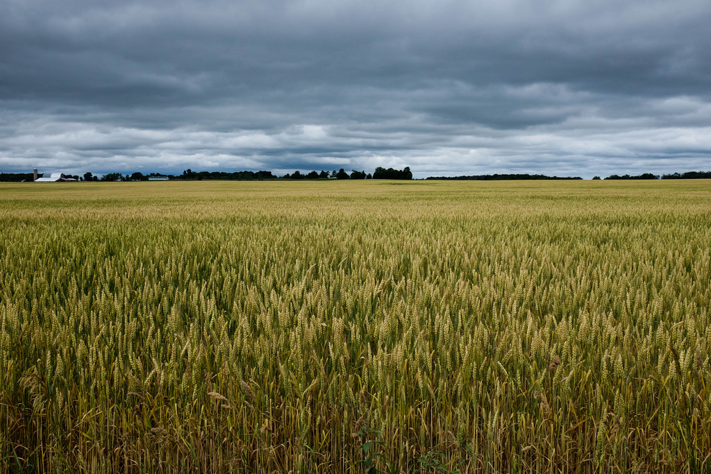 wheat-turning-gold