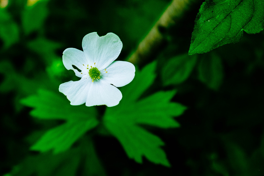 white-flower-closeup