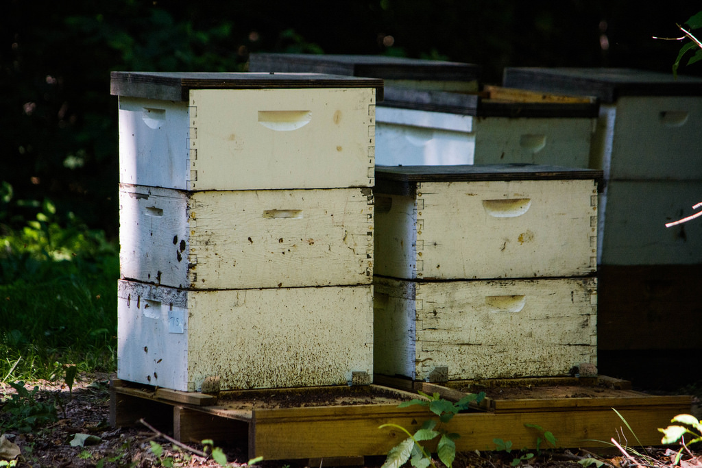 boxes-of-bees