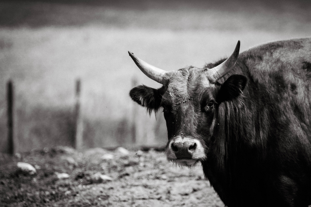 bull-with-flies-bw
