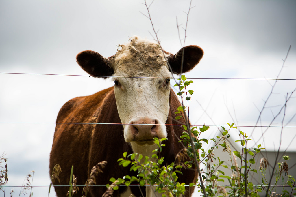 cow-close-up