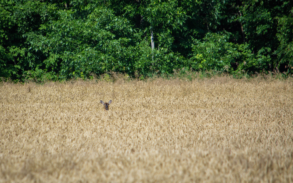 deer-head-in-field