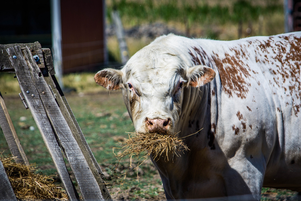 hay-eating-cow